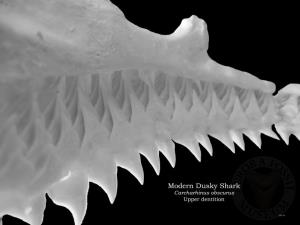 Shark Dentitions