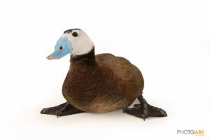 White-headed Duck