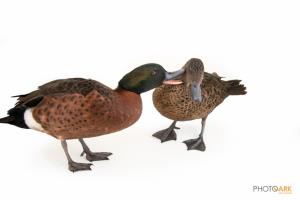 Chestnut Teal