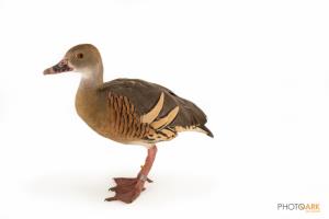 Eyton's Whistling Duck