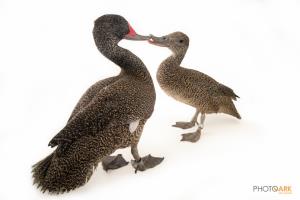 Freckled Duck