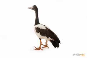 Magpie Goose