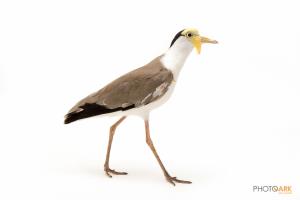 Masked Lapwing