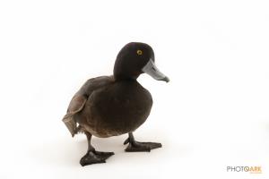 New Zealand Scaup