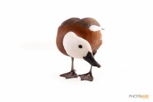 New Zealand Shelduck