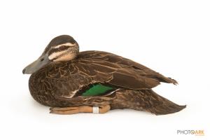 Pacific Black Duck