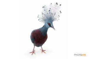 Victoria Crowned Pigeon