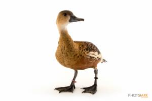 Wandering Whistling Duck