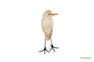 Cattle Egret