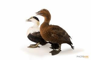 Common Eider