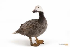 Emperor Goose