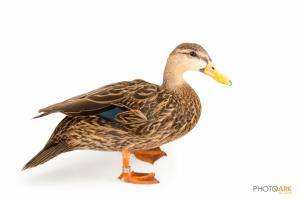 Florida Duck