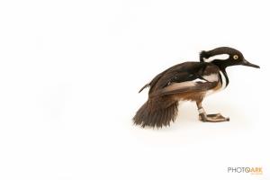 Hooded Merganser