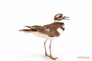 Killdeer