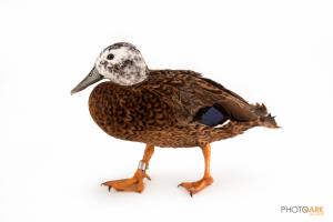 Laysan Teal