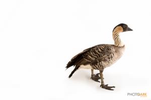 Nene (Hawaiian Goose)