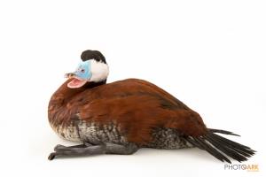 North American Ruddy Duck