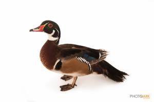 North American Wood Duck