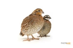 Northern Bobwhite