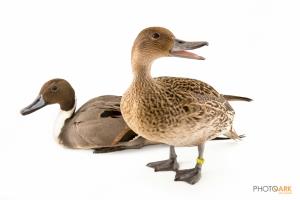 Northern Pintail