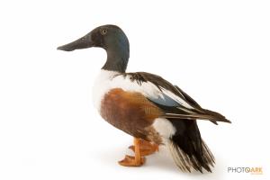 Northern Shoveler