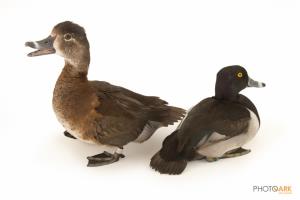 Ring-necked Duck