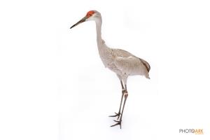 Sandhill Crane