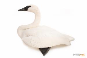 Trumpeter Swan