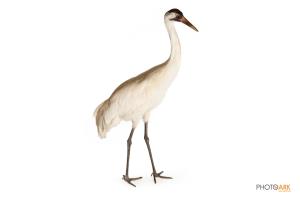 Whooping Crane