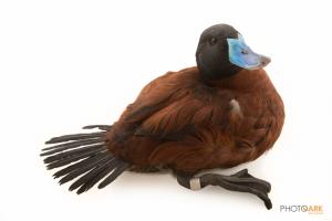Argentine Ruddy Duck