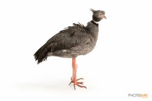 Crested Screamer