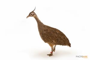 Elegant Crested Tinamou