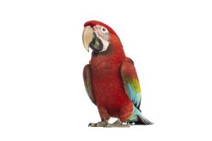 Green-winged Macaw