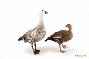 Lesser Magellan Goose