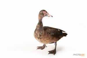 Muscovy Duck