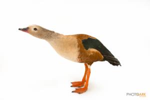 Orinoco Goose