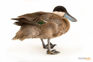 Puna Teal