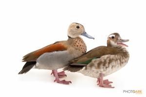 Ringed Teal