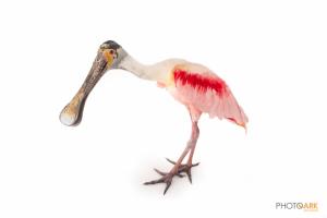 Roseate Spoonbill