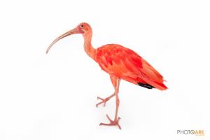 Scarlet Ibis