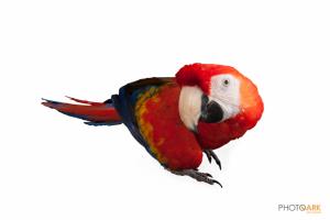 Scarlet Macaw