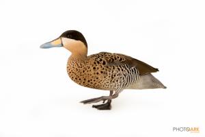 Silver Teal