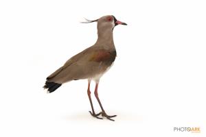 Southern Lapwing