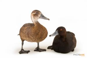 Southern Pochard