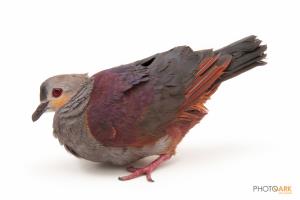 Crested Quail Dove