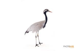 Demoiselle Crane