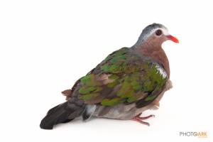 Emerald Dove