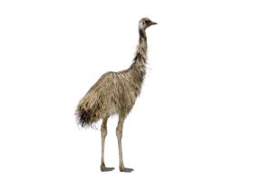 Emu