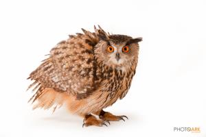 Eurasian Eagle Owl