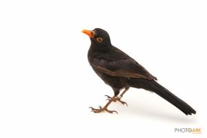 European Blackbird